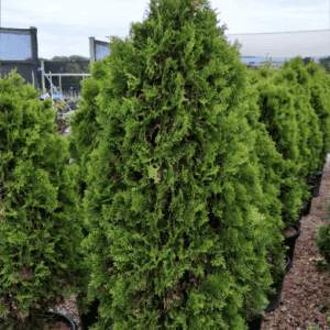 Thuja occidentalis ‘Smaragd’ Conifer