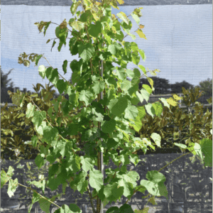 Tilia cordata ‘Greenspire’