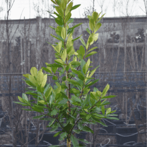 Tristaniopsis laurina DOW 10 ‘Luscious’ Kanooka Gum