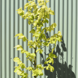 Ulmus glabra ‘Lutescens’ - Golden Elm