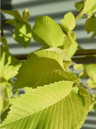 Ulmus glabra ‘Lutescens’ (Golden Elm)2