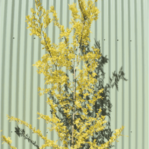 Ulmus pavifolia ‘Murrays Form’ (Chinese Elm)