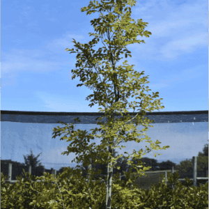 Ulmus pavifolia ‘Todd’ (Chinese Elm)