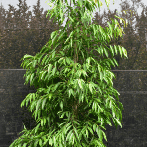 Waterhousea floribunda Weeping Lilly Pilly