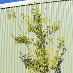 Zelkova serrata ‘Green Vase’ Japanese Elm