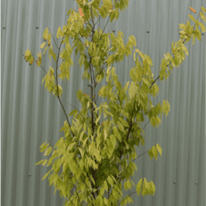 Zelkova ‘Musashino’ Japanese Elm