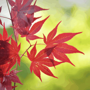 Deciduous