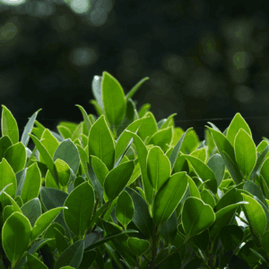 Hedging/Screening