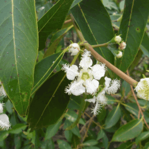 Australian Native